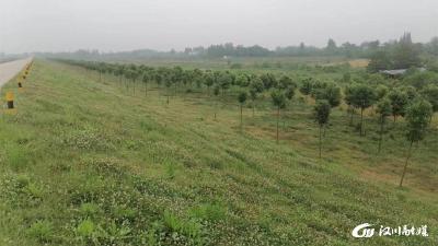 【水利局】植树17万多株 造林面积3526.5亩 我市堤防绿化扩面提质