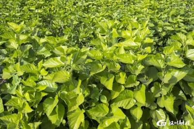 美文 | 桑叶凉粉