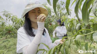 【视频】垌塚：早熟黄桃“甜蜜”上市