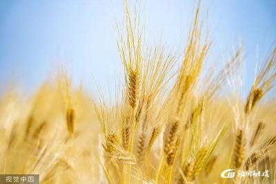 今日芒种！人生万事，不过种和收