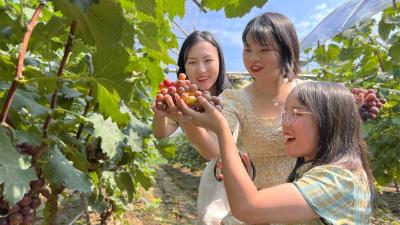 【汈东】盛夏葡萄熟 采摘正当时