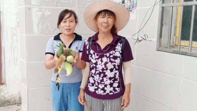 【脉旺】种植甜玉米 过上甜日子 