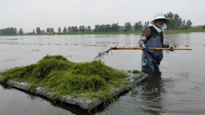 【分水】特色农业惠民富民