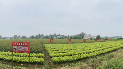【刘家隔】一片花海 绽放出共富“光彩”