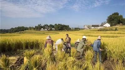 邻里互帮互助 全面实现“颗粒归仓”