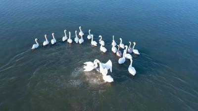 【视频】汈汊湖国家湿地公园再现“鸟浪”奇观