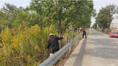马鞍乡打响加拿大一枝黄花“剿灭战”