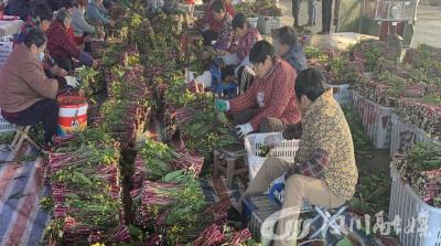 千亩红菜薹喜迎丰收季