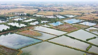 【视频】退垸还湖生态改善 百鸟翔集东西汊湖
