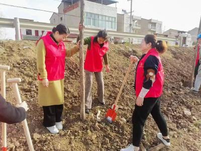 植下一片绿 共享满城春
