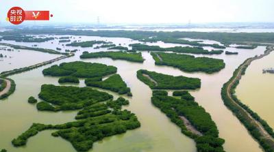 习近平广东行丨红树林之城 魅力“湛”放——走进金牛岛红树林片区