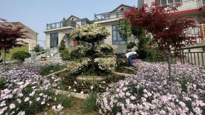 这里的“最美庭院”藏着你向往的“新”生活