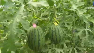 瓜果香飘振兴路 小西瓜带来“甜蜜生活”