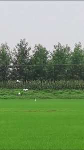 视频 | 田间白鹭嬉 尽显生态美