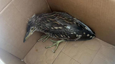 “不速之客”闯入！竟是濒危物种！