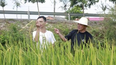 汉川优质稻示范基地迎周边7市观摩学习