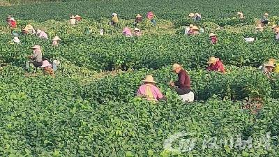 杨林沟镇：遍地“毛豆客”
