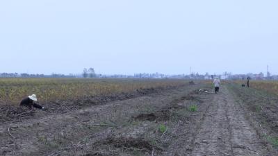 【视频】我市有序开展第三次全国土壤普查工作