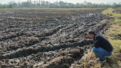 麻河镇冬小麦、油菜播种生产忙