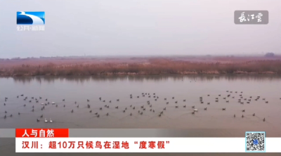 【长江新闻】汉川：超10万只候鸟在汈汊湖湿地“度寒假”