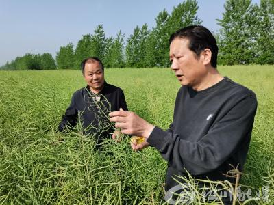 汉川分水镇：6000亩油荚满枝 油菜示范基地“丰”景如画