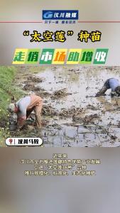视频 | 湖北汉川：“太空莲”种苗 走俏市场助增收