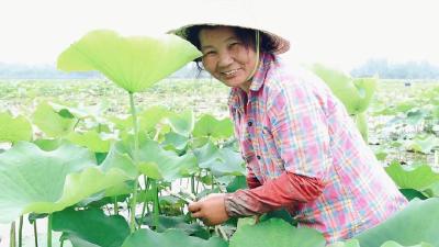 视频 | 小满时节 湖北汉川“藕带”采摘忙