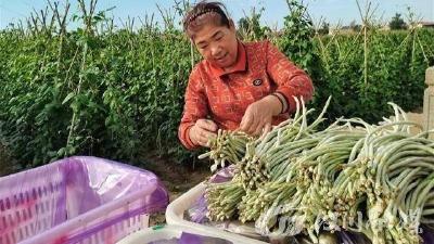 分水镇：豇豆喜丰收 “小产业”激活“新动能”