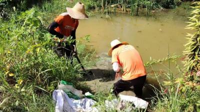 “秋老虎”来势汹汹 马口镇下好抗旱“先手棋”