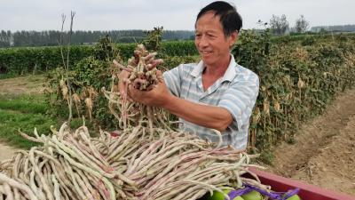 分水镇：村民喜摘“黄金豆”“链式思维”激活产业新动能