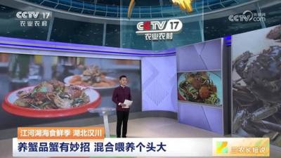 视频 | “鲜”气十足 汈汊湖螃蟹“爬”上央视荧屏 湖北汉川32万亩河蟹陆续上市