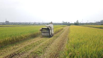 沉湖镇打响秋季秸秆禁烧攻坚战 共绘碧空如洗画卷