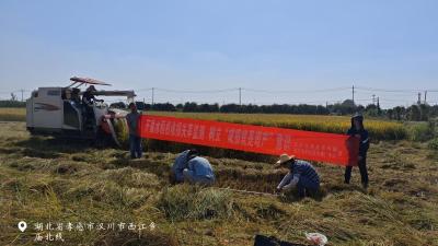 汉川市开展水稻机收损失率监测活动 