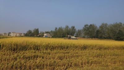 又“稻”好时节，“丰”景这边独好