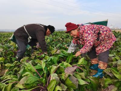 分水镇：菜薹采摘忙 “冬闲田”变“聚宝盆”