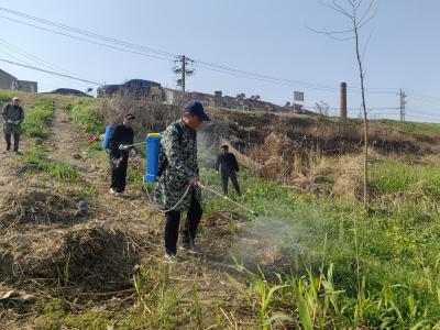 汉江马口段外滩除草300亩  消除秸秆焚烧隐患