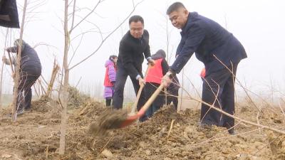 【视频】汉川：干群同心植新绿 汈汊湖畔再添生态画卷