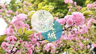 视频 ｜ 爱花·爱城