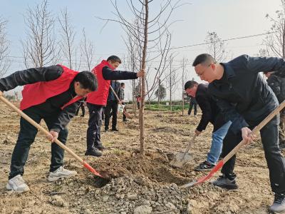 分水镇：擦亮生态底色 “万树村”建设掀热潮