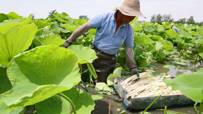 【视频】汉川：鲜嫩藕带上市 供不应求价格走高