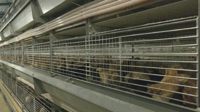 【视频】汉川：鸡粪“逆袭”成宝 走出循环新篇章