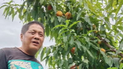 新堰镇群力村：荒地蝶变“甜蜜桃园” 绘就乡村致富新景