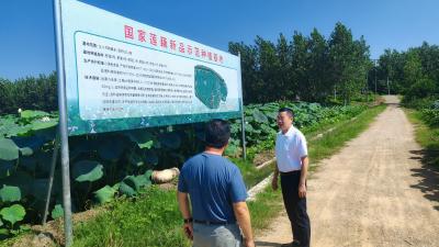 汉川市科协调研宏发农业莲藕基地