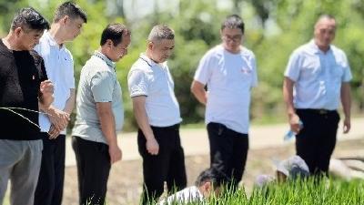 麻河镇：考察糯稻前景，共谋产业振兴新思路