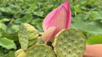 孝感汉川：深挖莲蓬“气象密码”力促产业提质增效