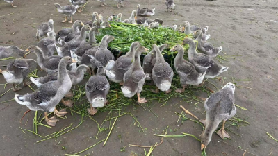麻河：“鹅”力全开！朗德鹅带飞乡村致富路
