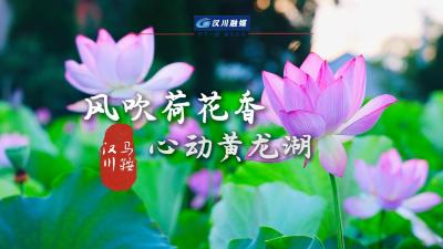 视频 | 汉川马鞍  风吹荷花香 心动黄龙湖