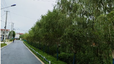 新堰镇：杨柳映晚韵，步道焕新颜 