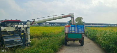 汉川里潭乡水稻喜迎丰收 机械化收割助力颗粒归仓