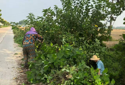 沉湖镇剅咀村：干群携手清杂草 畅通出行“民心路”